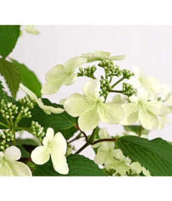 Japanischer Schneeball 'Kilimandjaro' -Ecopotos Geschaft 7533458 WE DE 001 ViburnumPlicatumImmergruenerSchneeballKilimandjaro3LDehnerExpressHerzig