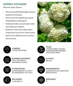 Gefüllter Schneeball 'Roseum' -Ecopotos Geschaft 7536592 WE IG 001 GefuellterSchneeball