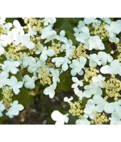 Japanischer Etagen-Schneeball 'Mariesii' -Ecopotos Geschaft 7537194 BildD 001 JapanischerEtagenSchneeballMariesiiVibPlicatumMariesii