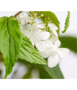 Japanischer Etagen-Schneeball 'Mariesii' -Ecopotos Geschaft 7537194 WE DE 001 ViburnumPlicatumMariesiiSchneeball4LDehnerExpressZS