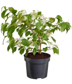 Japanischer Etagen-Schneeball 'Mariesii'