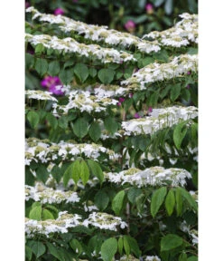 Japanischer Etagen-Schneeball 'Mariesii' -Ecopotos Geschaft 7537236 PR DE 001 ViburnumPlicatumMariesiischneeball