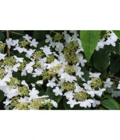 Japanischer Etagen-Schneeball 'Mariesii' -Ecopotos Geschaft 7537236 PR DE 002 ViburnumPlicatumMariesiiSchneeball