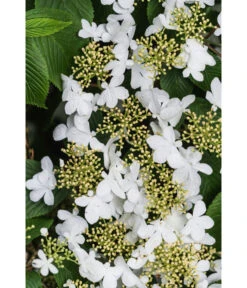 Japanischer Etagen-Schneeball 'Mariesii' -Ecopotos Geschaft 7537236 PR DE 003 ViburnumPlicatumMariesiiSchneeball