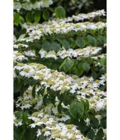 Japanischer Etagen-Schneeball 'Mariesii' -Ecopotos Geschaft 7537236 PR DE 006 ViburnumPlicatumMariesiiSchneeball