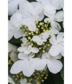 Japanischer Etagen-Schneeball 'Mariesii' -Ecopotos Geschaft 7537236 PR DE 007 ViburnumPlicatumMariesiiSchneeball