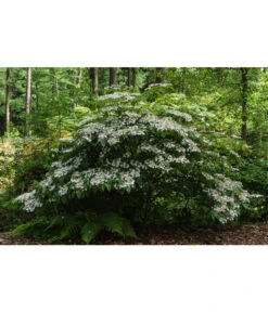 Japanischer Etagen-Schneeball 'Mariesii' -Ecopotos Geschaft 7537236 PR MO 001 ViburnumPlicatumMariesiiSchneeball