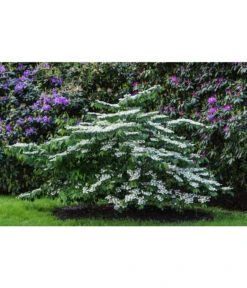 Japanischer Etagen-Schneeball 'Mariesii' -Ecopotos Geschaft 7537236 PR MO 003 ViburnumPlicatumMariesiiSchneeball