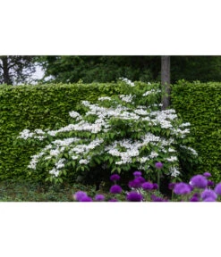 Japanischer Etagen-Schneeball 'Mariesii' -Ecopotos Geschaft 7537236 PR MO 005 ViburnumPlicatumMariesiiSchneeball