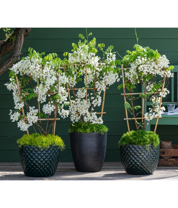 Sternmoos-Duo 4 Sternmoos-Duo – Bild 2