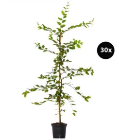 7,5 Meter Hainbuche, 30 X Ca. 150-175 Cm