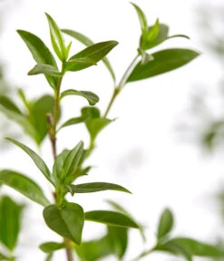 12,5 Meter Gemeiner Liguster, 50 X Ca. 60-100 Cm 7 12,5 Meter Gemeiner Liguster, 50 X Ca. 60-100 Cm -Ecopotos Geschaft 7548373 7548373 7548399 7548407 7548415 7548423 WE DE 001 GemeinerLiguster