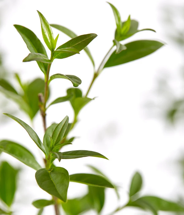 12,5 Meter Gemeiner Liguster, 50 X Ca. 60-100 Cm 5 12,5 Meter Gemeiner Liguster, 50 X Ca. 60-100 Cm – Bild 3