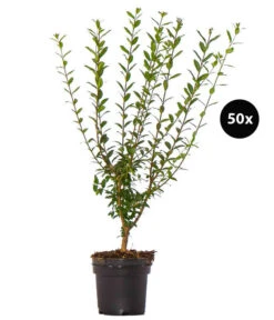 12,5 Meter Gemeiner Liguster, 50 X Ca. 60-100 Cm