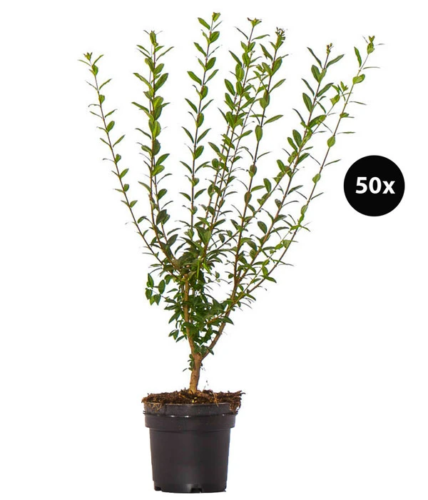 12,5 Meter Gemeiner Liguster, 50 X Ca. 60-100 Cm 3 12,5 Meter Gemeiner Liguster, 50 X Ca. 60-100 Cm