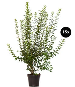 5 Meter Wintergrüner Liguster 'Atrovirens', 15 X Ca. 100-150 Cm