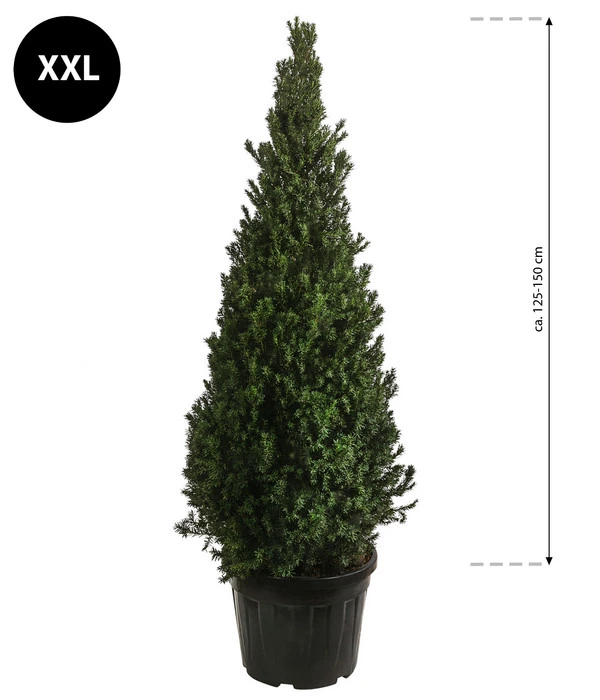 XXL Kegel-Eibe 'Hillii', Ca. 125-150 Cm 4 XXL Kegel-Eibe 'Hillii', Ca. 125-150 Cm – Bild 2