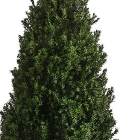 XXL Kegel-Eibe 'Hillii', Ca. 125-150 Cm 7 XXL Kegel-Eibe 'Hillii', Ca. 125-150 Cm -Ecopotos Geschaft 7550650 WE DE 001 TaxusMediaHilly