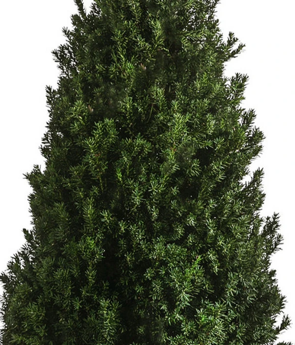 XXL Kegel-Eibe 'Hillii', Ca. 125-150 Cm 5 XXL Kegel-Eibe 'Hillii', Ca. 125-150 Cm – Bild 3