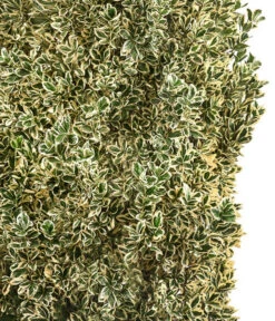 Japanischer Spindelstrauch 'Bravo', Ca. 100-125 Cm -Ecopotos Geschaft 7551401 WE DE 001 JapanischerSpindelstrauchBravoXXL