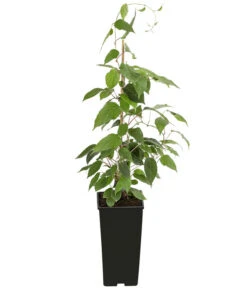 Kiwi 'Nostino', Männlich 5 Kiwi 'Nostino', Männlich -Ecopotos Geschaft 7600240 PR FS 001 ActinidiaNostinoKiwiMaennlichDehnerExpressHerzig