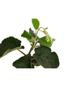 Kiwi 'Solo' -Ecopotos Geschaft 7600448 WE DE 001 KiwiSolo