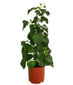 Kiwi 'Solo' -Ecopotos Geschaft 7600448 WE FS 001 KiwiSolo