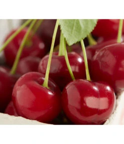 Sauerkirsche 'Achat'