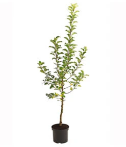 Herbstapfel 'Alkmene' 5 Herbstapfel 'Alkmene' -Ecopotos Geschaft 7602980 PR FS 001 ApfelAlkmeneBusch95LiterDehnerExpressHerzig