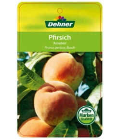 Dehner Pfirsich 'Amsden' -Ecopotos Geschaft 7603665 PfirsichAmsden Etikett 1