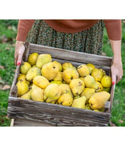 Apfelquitte -Ecopotos Geschaft 7604978 WE MO 001 Quittenkorb