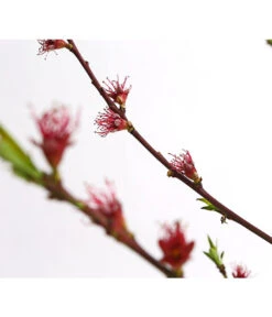 Dehner Pfirsich 'Benedicte' -Ecopotos Geschaft 7611155 WE DE 001 PfirsichBenedicteDehnerExpressHerzig