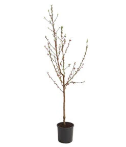 Dehner Pfirsich 'Benedicte' -Ecopotos Geschaft 7611155 WE FS 001 PfirsichBenedicteDehnerExpressHerzig