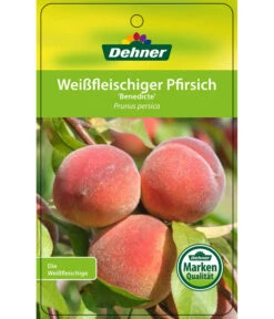 Dehner Pfirsich 'Benedicte' -Ecopotos Geschaft 7611155 WeissfleischigerPfirsichBenedicte Etikett 1