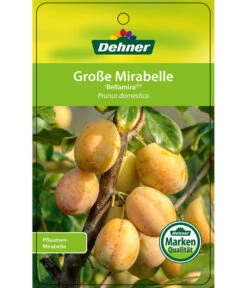Dehner Mirabelle 'Bellamira' 8 Dehner Mirabelle 'Bellamira' -Ecopotos Geschaft 7611163 GrosseMirabelleBellamira Etikett 1