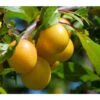 Dehner Mirabelle 'Bellamira' 2 Dehner Mirabelle 'Bellamira' -Ecopotos Geschaft 7611163 WE MO 001 MirabelleBellamiraPixabay