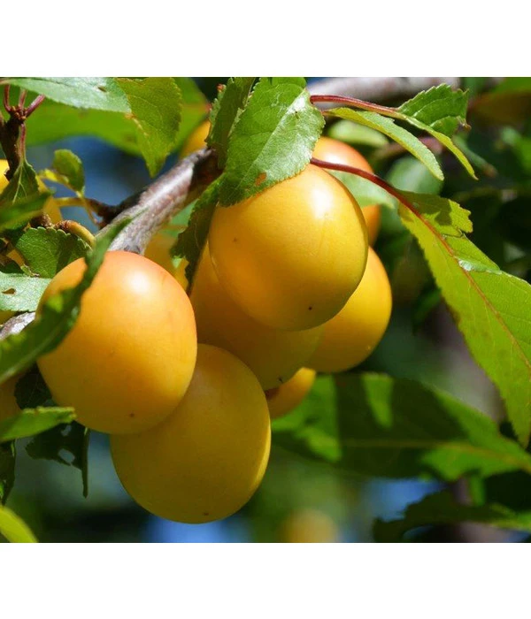 Dehner Mirabelle 'Bellamira' 3 Dehner Mirabelle 'Bellamira'