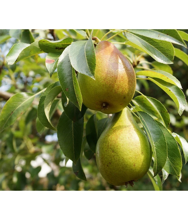 Birne Am Spalier 3 Birne Am Spalier