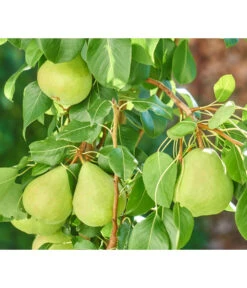 Zwergbirne 'Luisa' 7 Zwergbirne 'Luisa' -Ecopotos Geschaft 7611999 WE DE 003 PyrusZwergbirneBirnePixabay