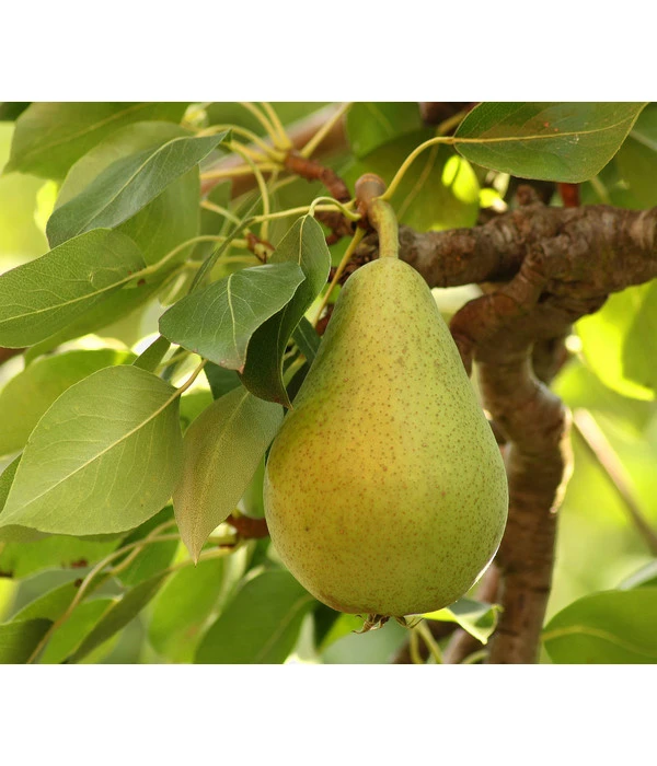 Bio Sommerbirne 'Gute Luise' 3 Bio Sommerbirne 'Gute Luise'