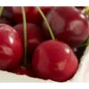 Süßkirsche 'Burlat' 2 Süßkirsche 'Burlat' -Ecopotos Geschaft 7620180 DE DE 001 KirscheBurlat