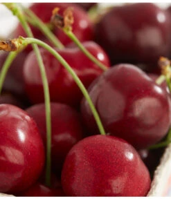 Süßkirschen-Duo 'Kordia/Burlat' 7 Süßkirschen-Duo 'Kordia/Burlat' -Ecopotos Geschaft 7620180 PR DE 001 KirscheBurlatDehnerExpressZS