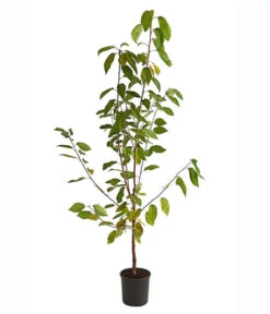 Süßkirsche 'Burlat' -Ecopotos Geschaft 7620180 PR FS 001 SuesskirscheBurlatBusch95LiterDehnerExpressHerzig