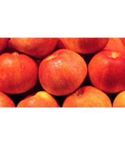 Dehner Zwergapfel 'Croquella' 6 Dehner Zwergapfel 'Croquella' -Ecopotos Geschaft 7621865 WE MO 001 ZergapfelCroquellaPixabay