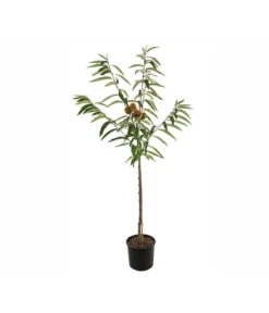 Esskastanie 'Bouche De Betizac' 8 Esskastanie 'Bouche De Betizac' -Ecopotos Geschaft 7621998 PR FS 001 CastaneaSativaBetizacEsskastanieDehnerExpressHerzig