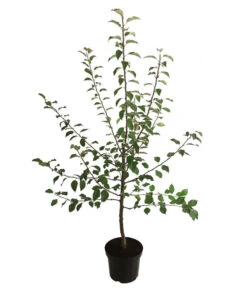 Winterapfel 'Florina' -Ecopotos Geschaft 7644636 WE FS 001 ApfelbaumMalusApfelFlorina