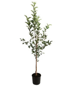 Apfel-Duo 'Gala'/'Elstar' 5 Apfel-Duo 'Gala'/'Elstar' -Ecopotos Geschaft 7645914 WE FS 001 MalusApfelDuoGalaElstar