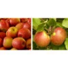 Apfel-Duo 'Gala'/'Elstar' -Ecopotos Geschaft 7645914 WE MO 002 DuoApfelElstarGala