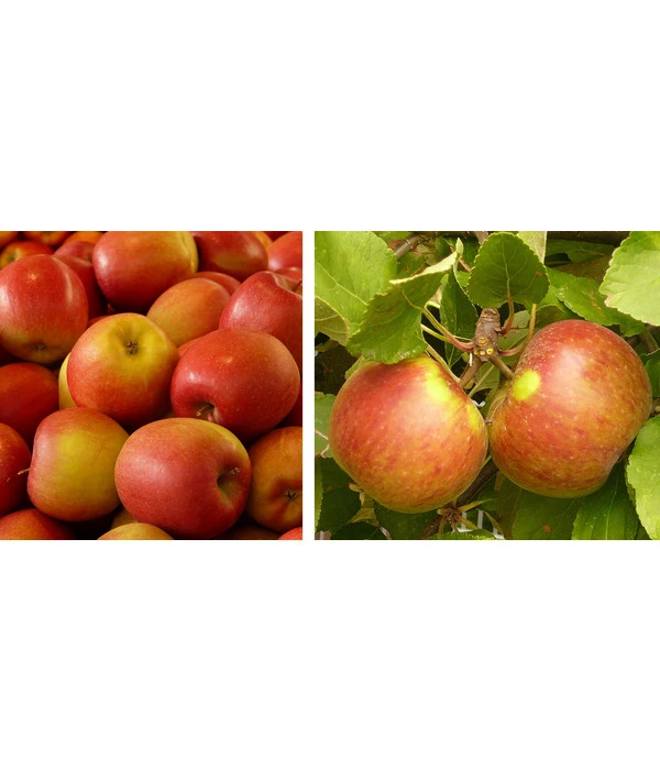 Apfel-Duo 'Gala'/'Elstar' 3 Apfel-Duo 'Gala'/'Elstar'