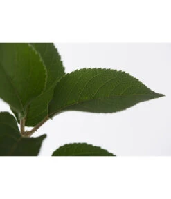 Winterapfel 'Goldparmäne' -Ecopotos Geschaft 7654999 PR DE 001 ApfelGoldparmaeneMalusBusch95LiteDehnerExpressZS